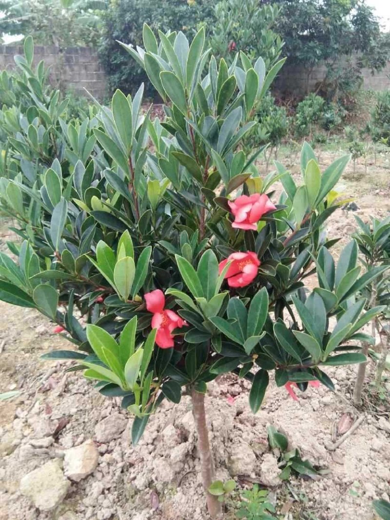 山茶花苗四季山茶花树苗盆栽树苗庭院种植