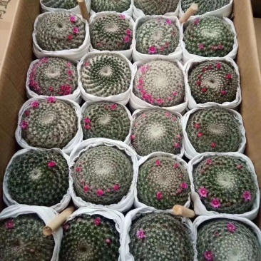 玉翁仙人球