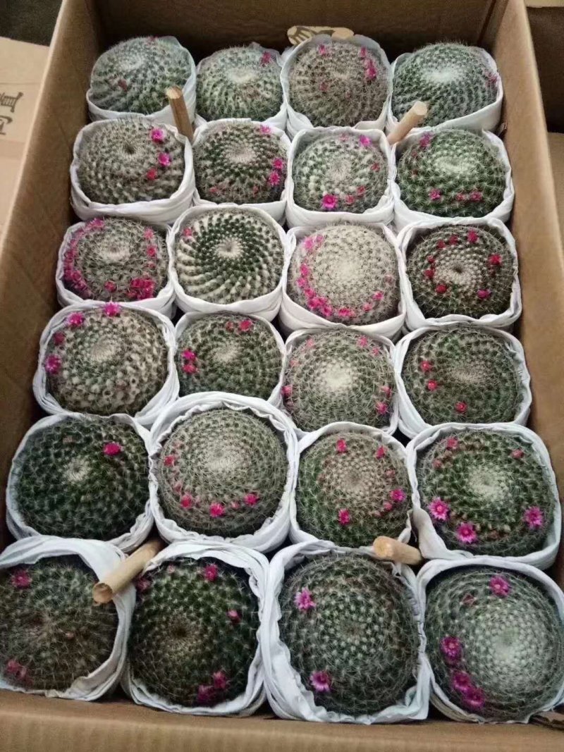 玉翁仙人球