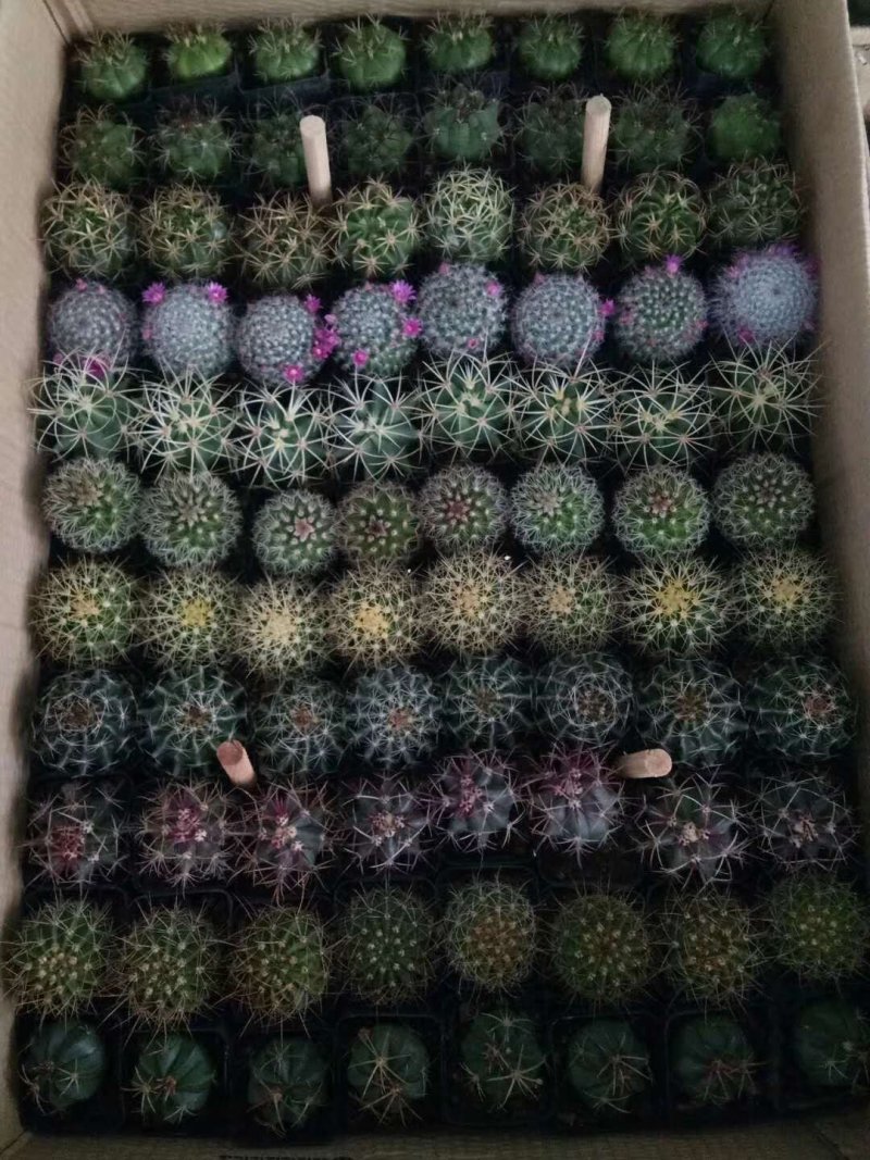混合装仙人球