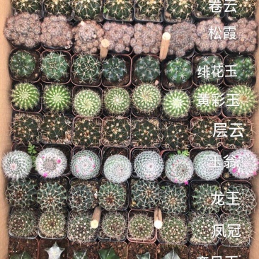 混合装仙人球