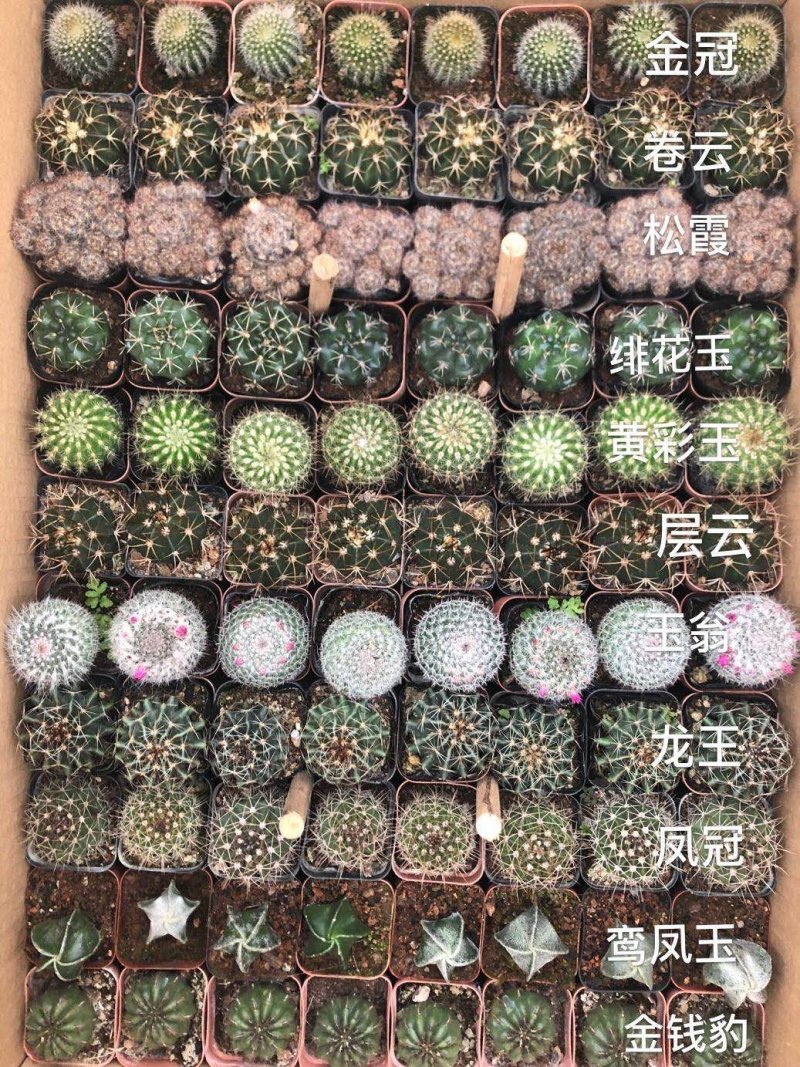 混合装仙人球