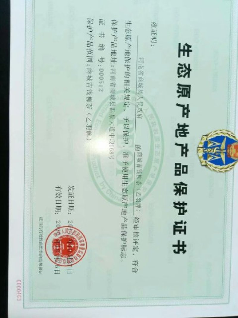 青钱柳树苗