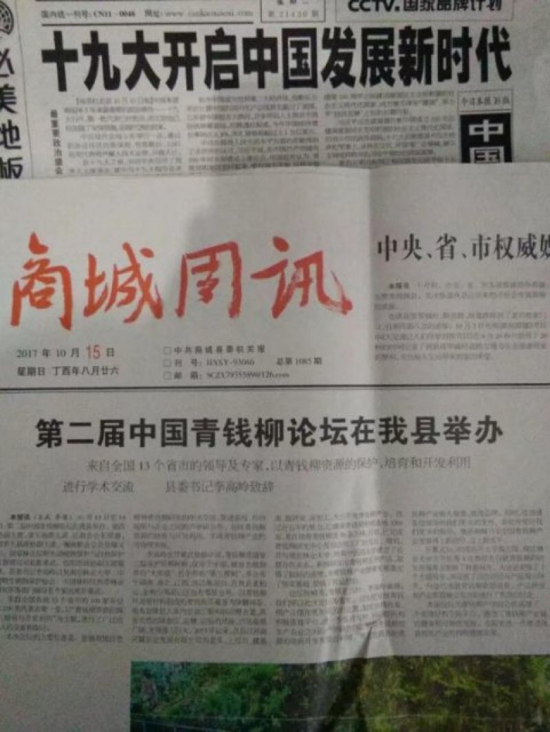 青钱柳树苗