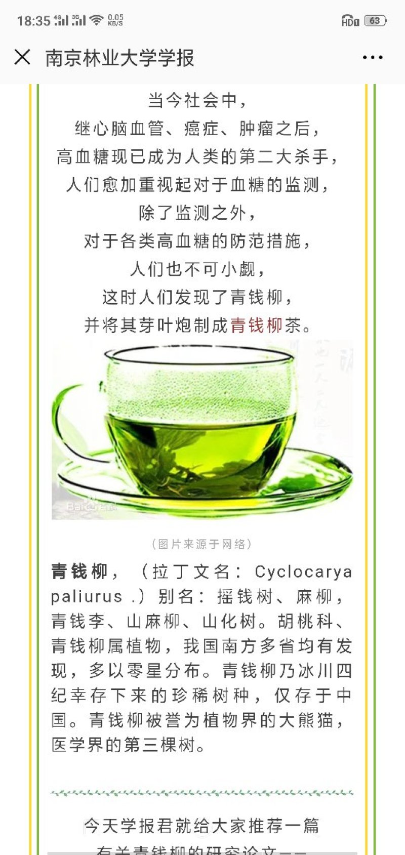青钱柳树苗