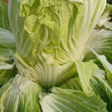 青杂三大白菜，静菜，提供各种包装，等一条龙服务，包上车