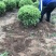 蜀桧球桧柏球塔柏球一米冠幅66.98装车