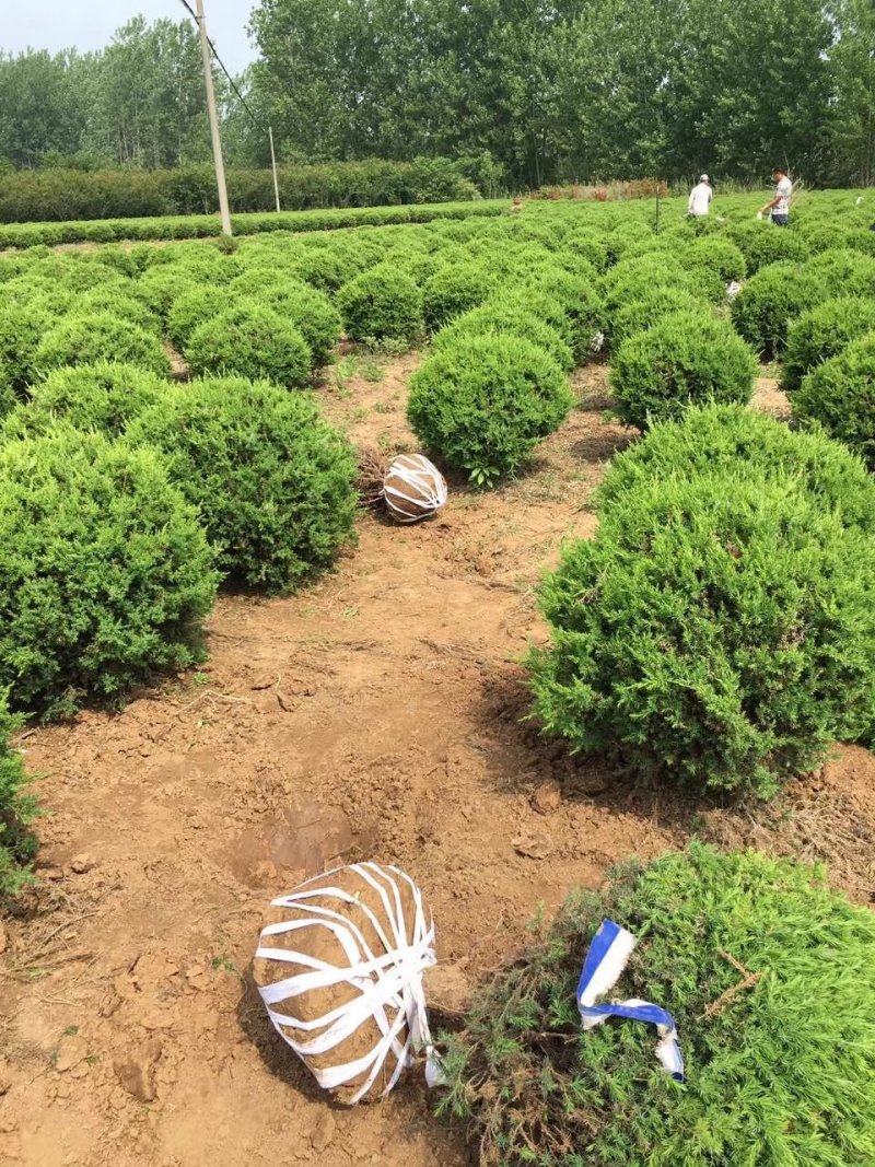 蜀桧球桧柏球塔柏球一米冠幅66.98装车