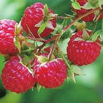 红树莓红/黄树莓果苗虹越果树刺葫芦花园庭院阳台盆栽南北方