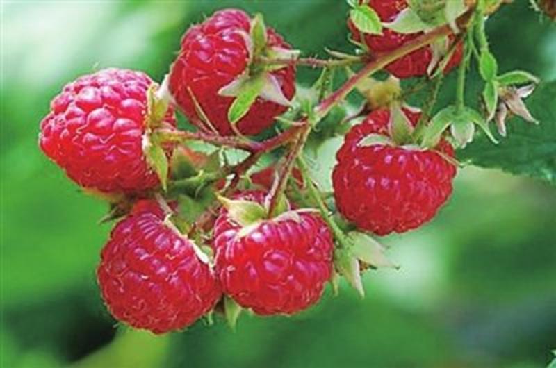 红树莓红/黄树莓果苗虹越果树刺葫芦花园庭院阳台盆栽南北方