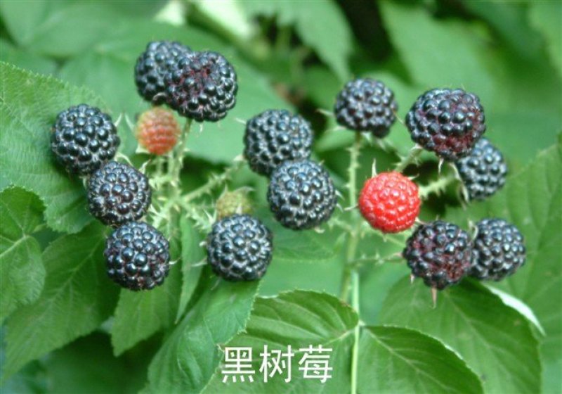 种苗黑树莓树黑树莓苗覆盆子双季红树莓南方各种水果果苗种植