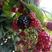 种苗黑树莓树黑树莓苗覆盆子双季红树莓南方各种水果果苗种植