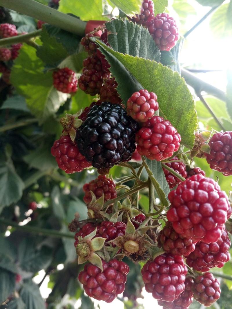 种苗黑树莓树黑树莓苗覆盆子双季红树莓南方各种水果果苗种植