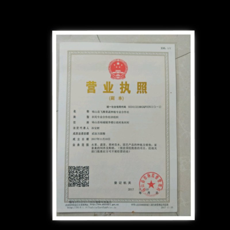 薄皮核桃苗香铃核桃苗8518核桃苗新疆核桃