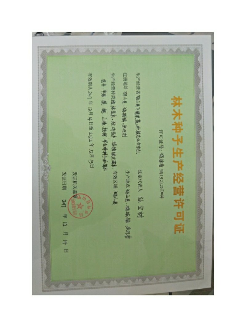 薄皮核桃苗香铃核桃苗8518核桃苗新疆核桃