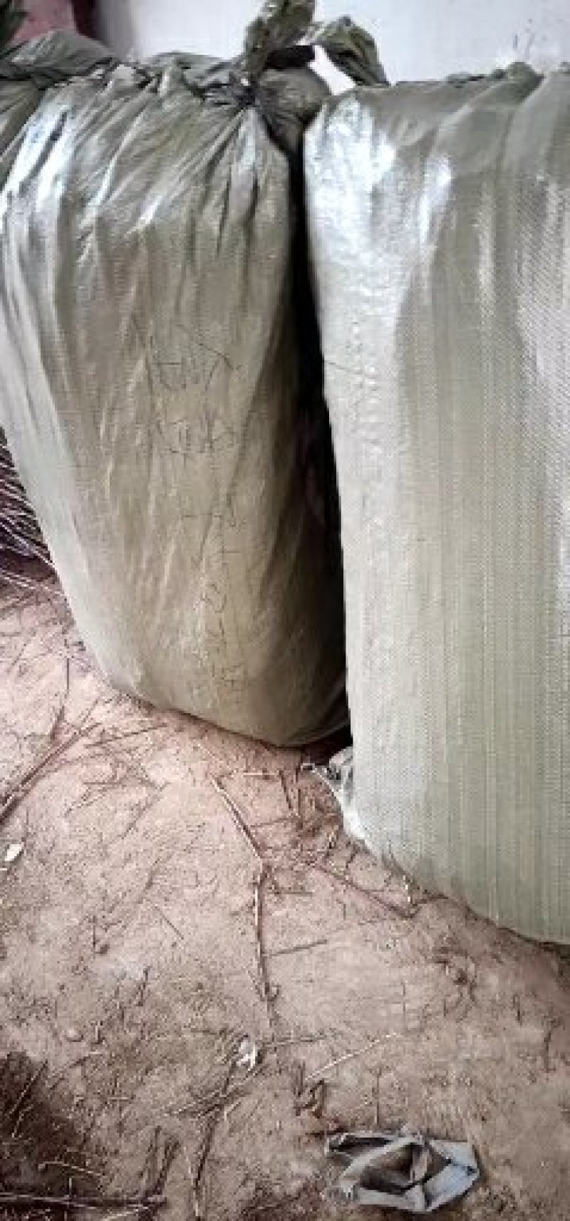 薄皮核桃苗香铃核桃苗8518核桃苗新疆核桃