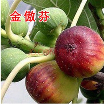 无花果苗各种品种嫁接水果苗