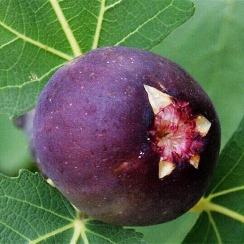 无花果苗各种品种嫁接水果苗