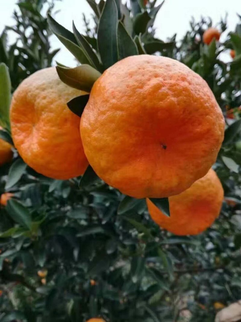 碰柑（芦柑）碰柑鲜果储存果碰柑套袋果产地一手货源