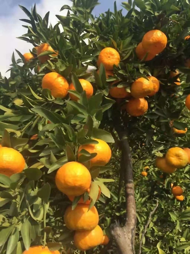 碰柑（芦柑）碰柑鲜果储存果碰柑套袋果产地一手货源