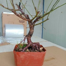 梅花盆景树桩梅花苗盆栽腊梅苗梅花树苗红梅绿梅花卉绿植梅兰