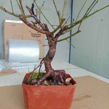 梅花盆景树桩梅花苗盆栽腊梅苗梅花树苗红梅绿梅花卉绿植梅兰