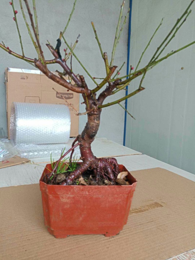 梅花盆景树桩梅花苗盆栽腊梅苗梅花树苗红梅绿梅花卉绿植梅兰