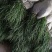 新鲜麦冬草四季常青麦冬草矮麦冬苗工程绿化苗耐寒麦冬草