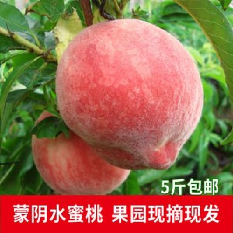 汁甜如蜜果肉细腻色泽艳丽个大味香，营养丰富。5斤装包邮！