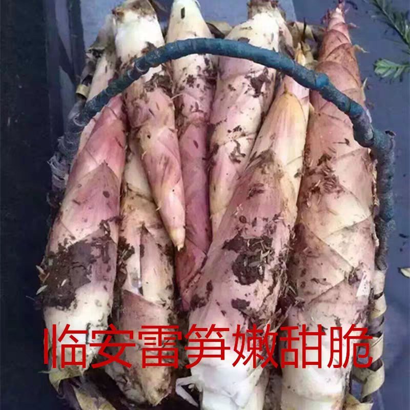 浙江杭州临安天目山新鲜竹笋雷笋品质优脆嫩口感接团购