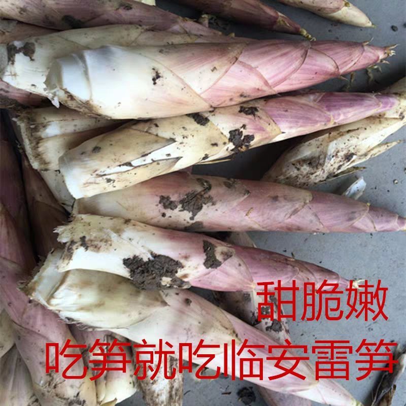 浙江杭州临安天目山新鲜竹笋雷笋品质优脆嫩口感接团购
