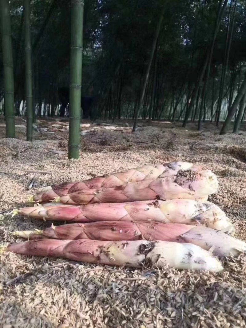 浙江杭州临安天目山新鲜竹笋雷笋品质优脆嫩口感接团购