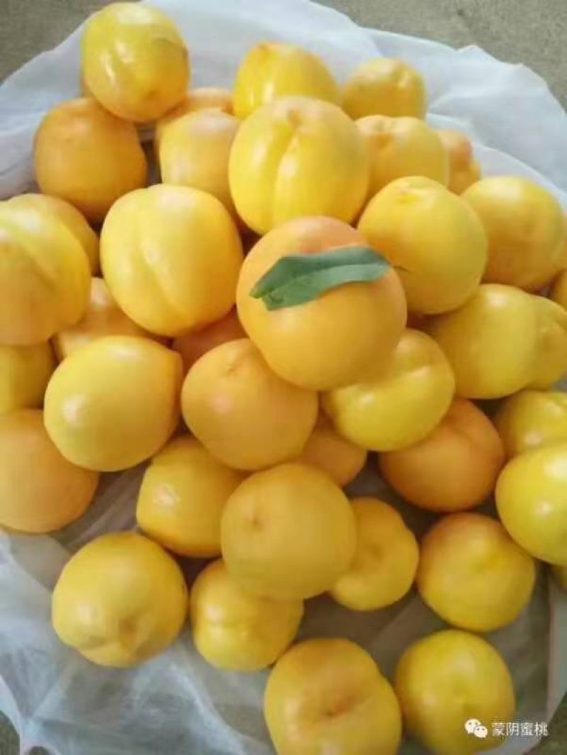 油桃新鲜水果当季整箱5斤包邮当季时令水蜜桃现摘现发黄油桃