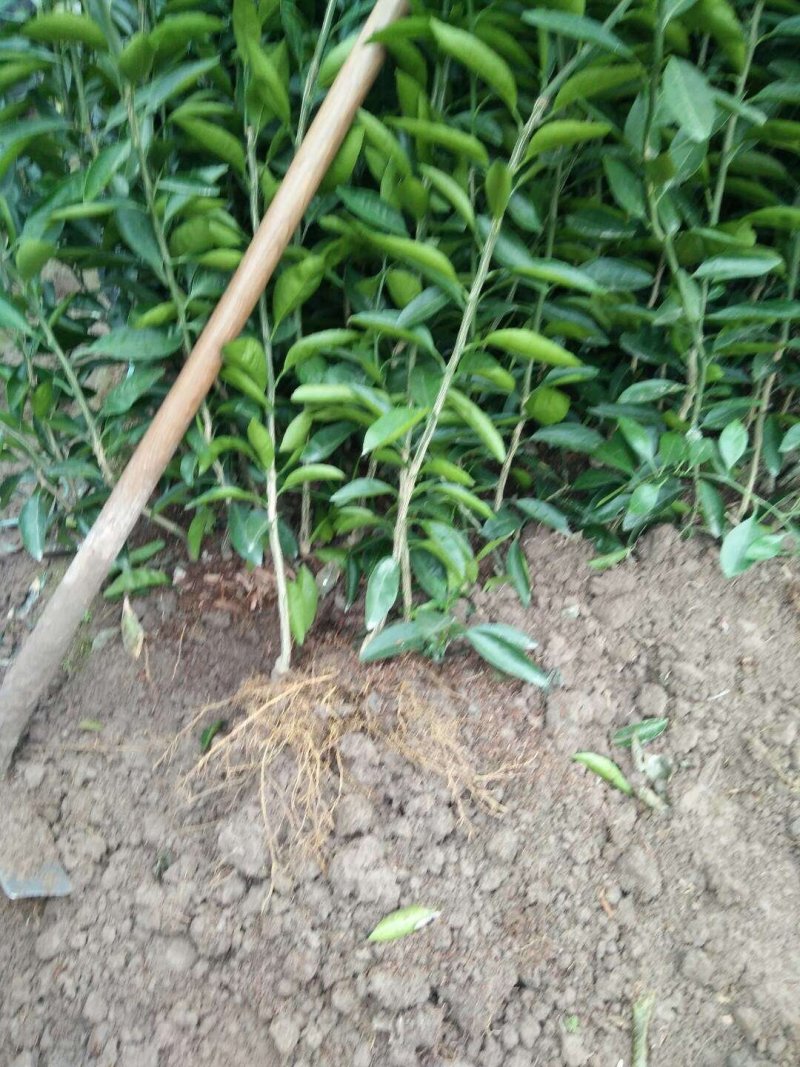 ，大分4号，，，特早蜜桔，汁多清甜