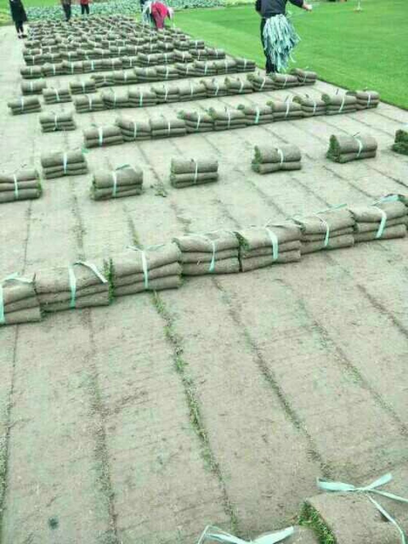 无土沙培草坪