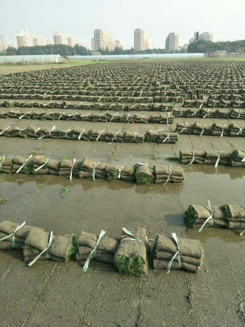 无土沙培草坪