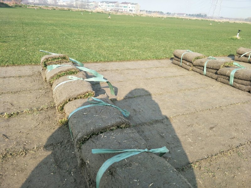 无土沙培草坪