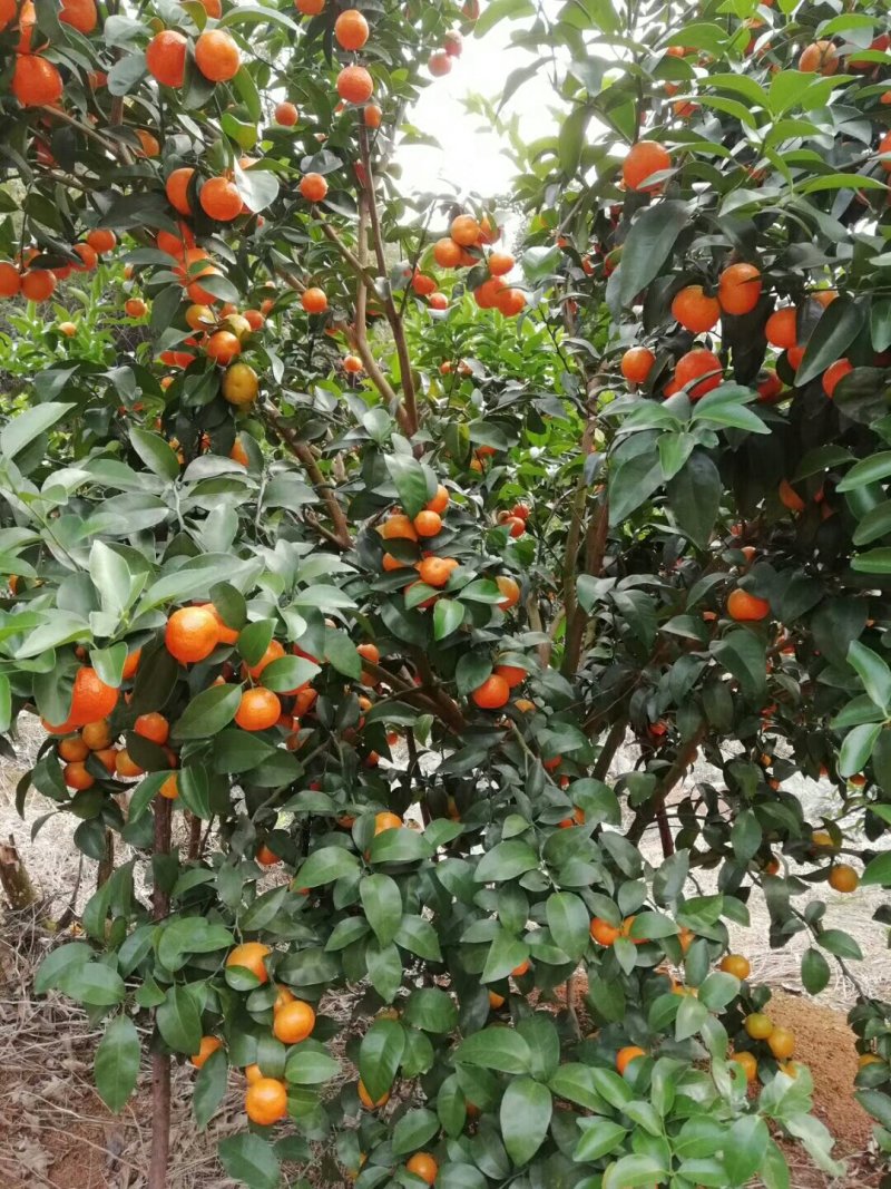 广西桂林沙糖桔，山地果，个头均匀，颜色好，硬度够