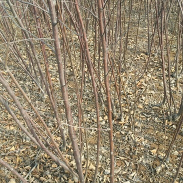 供应一年生苹果苗苹果树2--10公分苹果树，