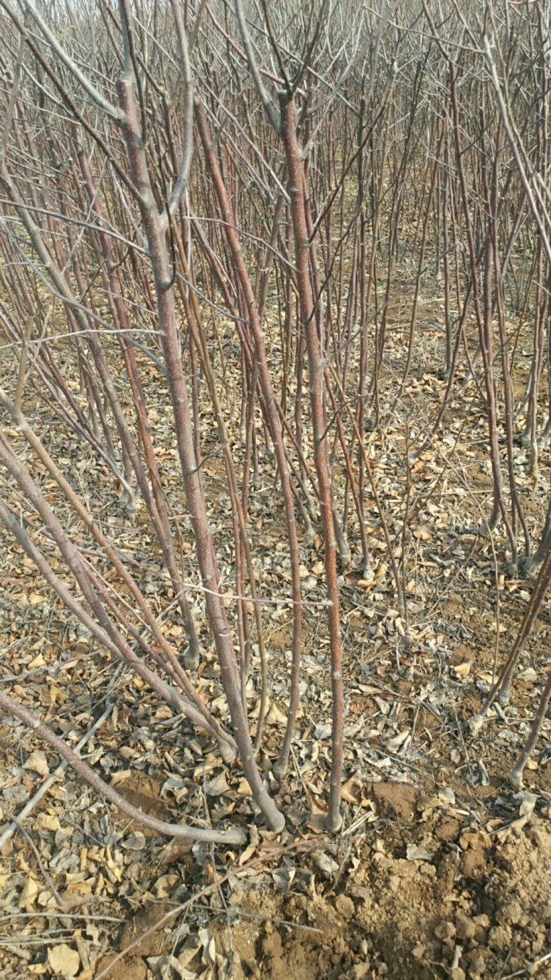 供应一年生苹果苗苹果树2--10公分苹果树，