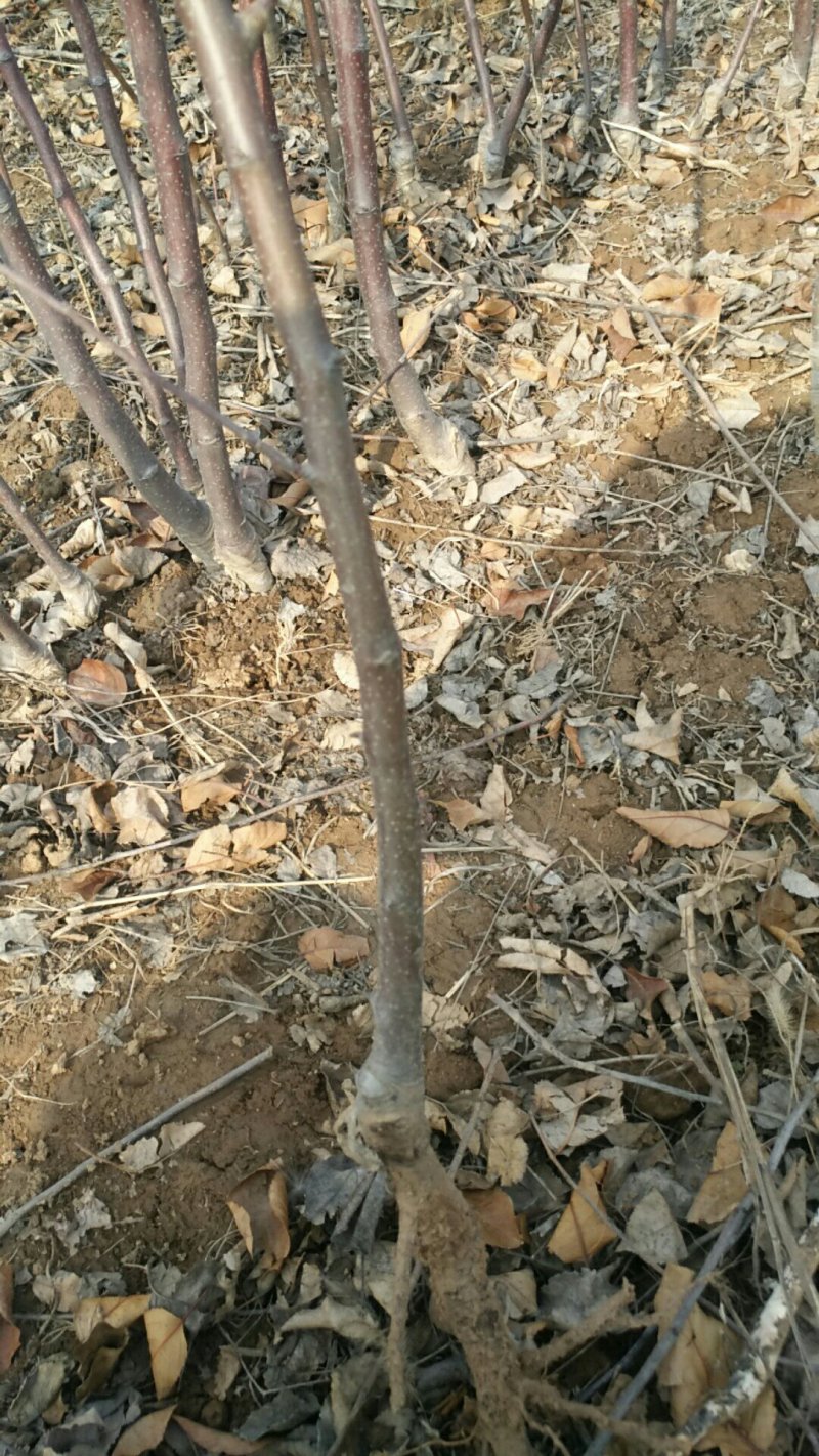供应一年生苹果苗苹果树2--10公分苹果树，