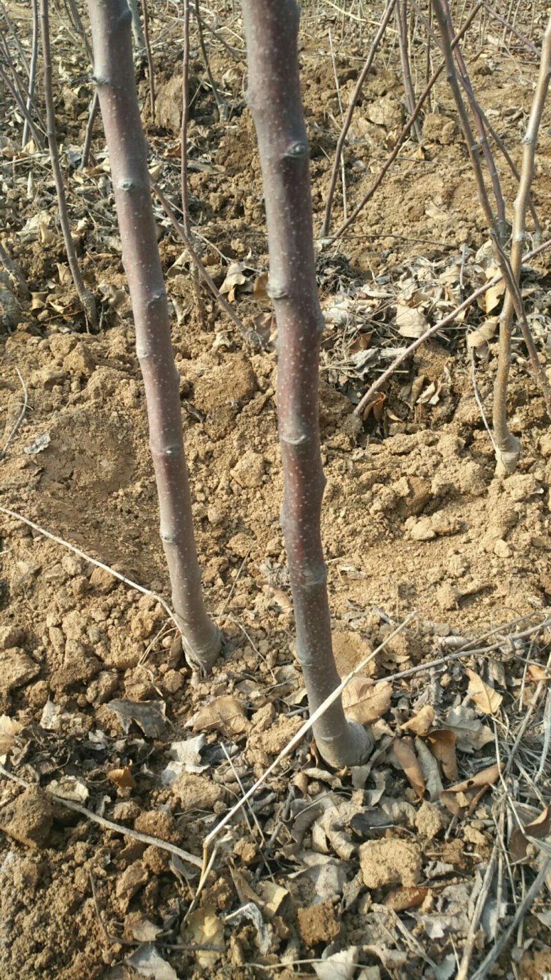 供应一年生苹果苗苹果树2--10公分苹果树，