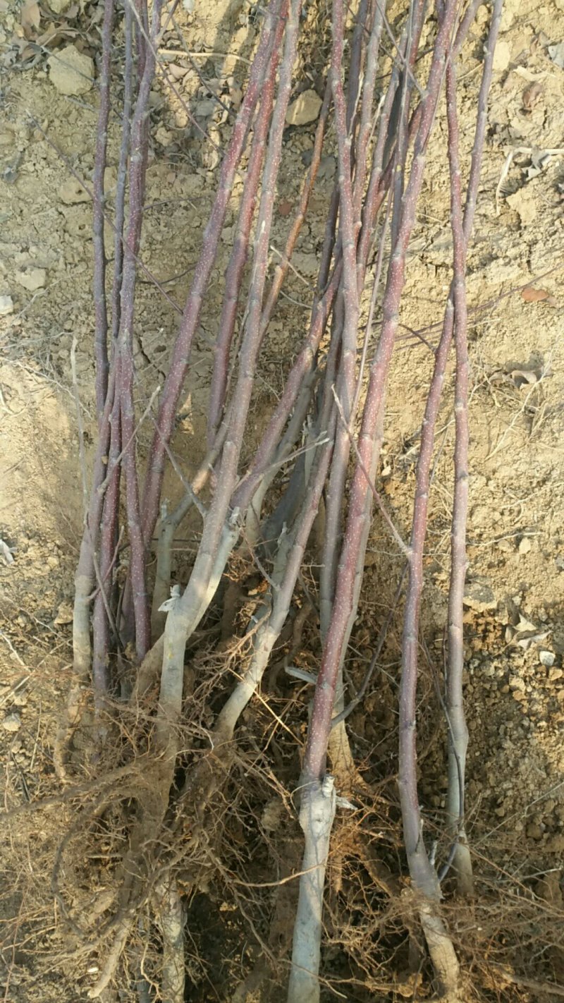 供应一年生苹果苗苹果树2--10公分苹果树，