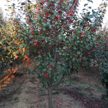 种苗各种海棠树海棠树苗南方北方种植盆栽地栽西府四季常绿开