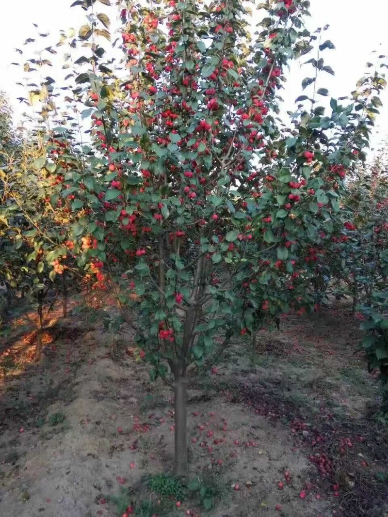 种苗各种海棠树海棠树苗南方北方种植盆栽地栽西府四季常绿开