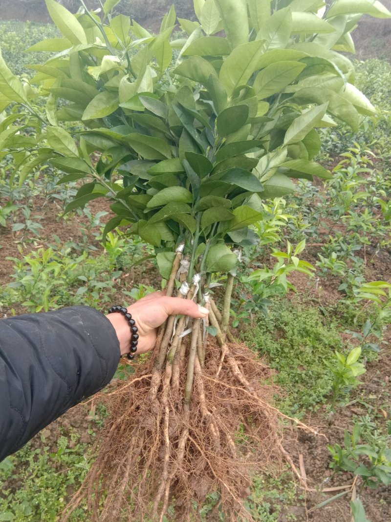 沃柑苗无核沃柑苗爱暖38号香橙头沃柑苗当年可结果包邮