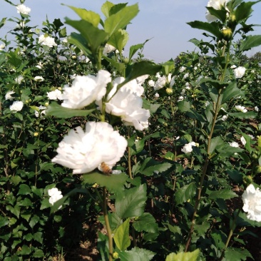 木槿苗食用大花白木槿苗药用重瓣白木槿苗木棉苗