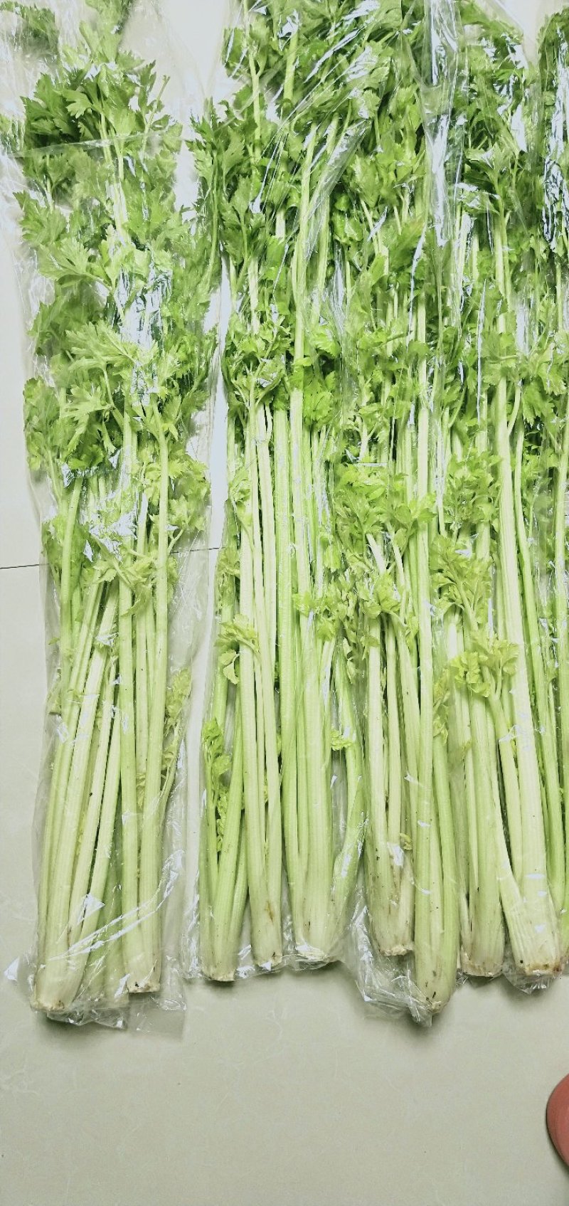 马家沟实心芹