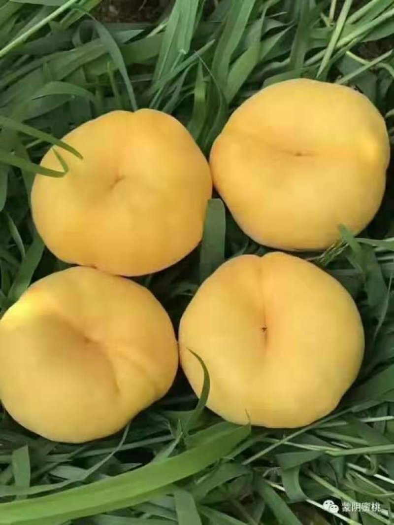 汁甜如蜜5斤装包邮，果肉细腻个大味香，营养丰富。