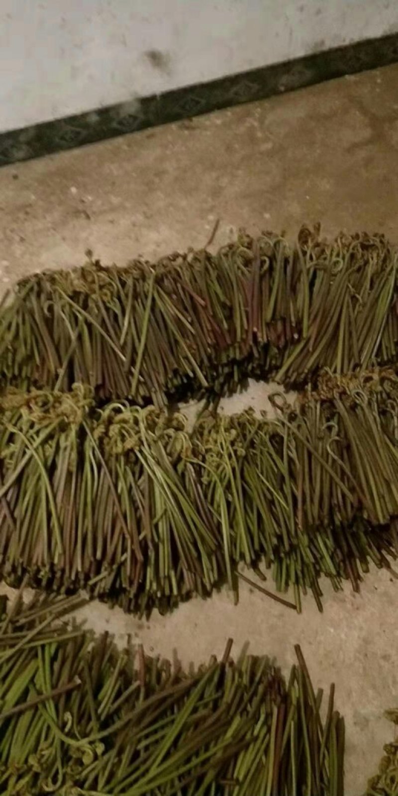天蓝野生蕨菜。又叫龙爪。